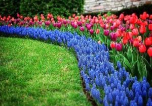 spring garden with tulips and blue flowers