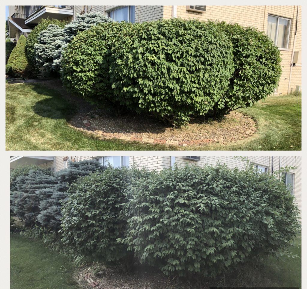 shrubs trimmed to perfection